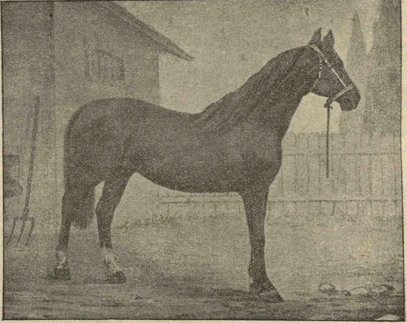 Cal Armăsar de Ialomița