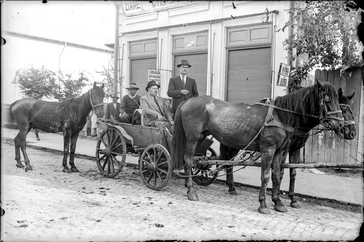 ostica Acsinte - cai ialomita