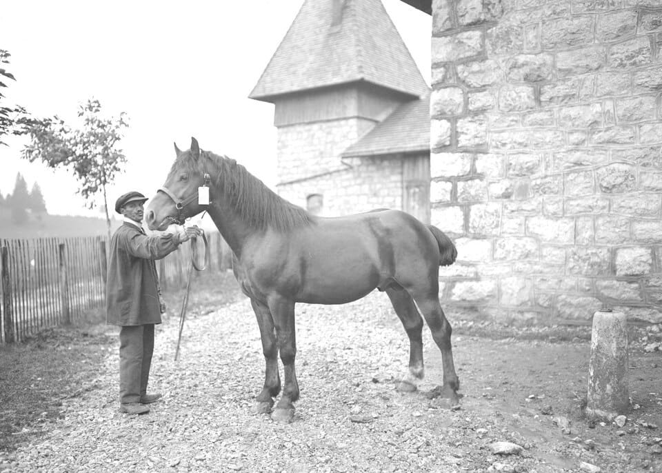 Freiberger Farand