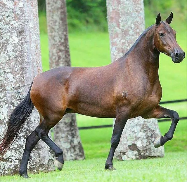 Cal din rasa pură Mangalarga Marchador