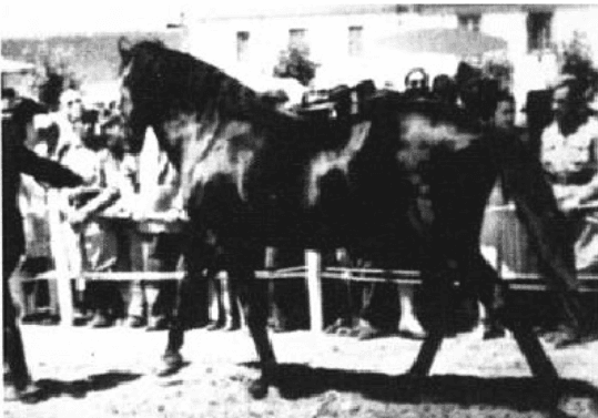 Rasa de cai Alter Real - Regedor