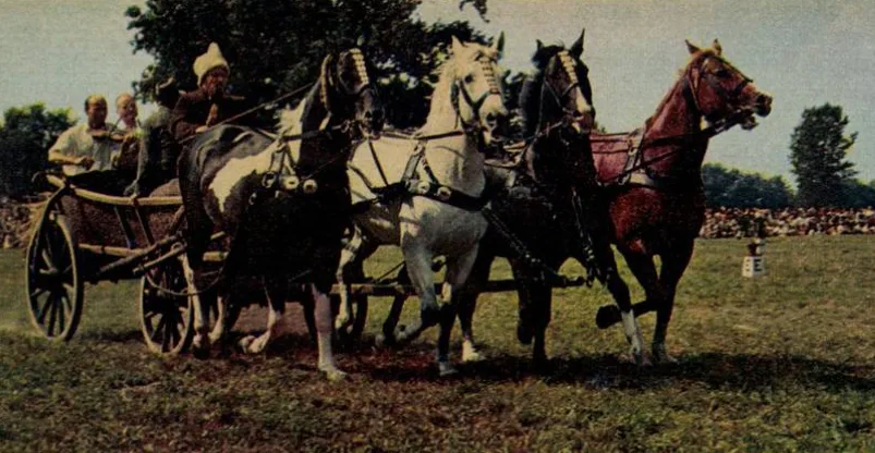 Cai din rasa Wielkopolski în anul 1967